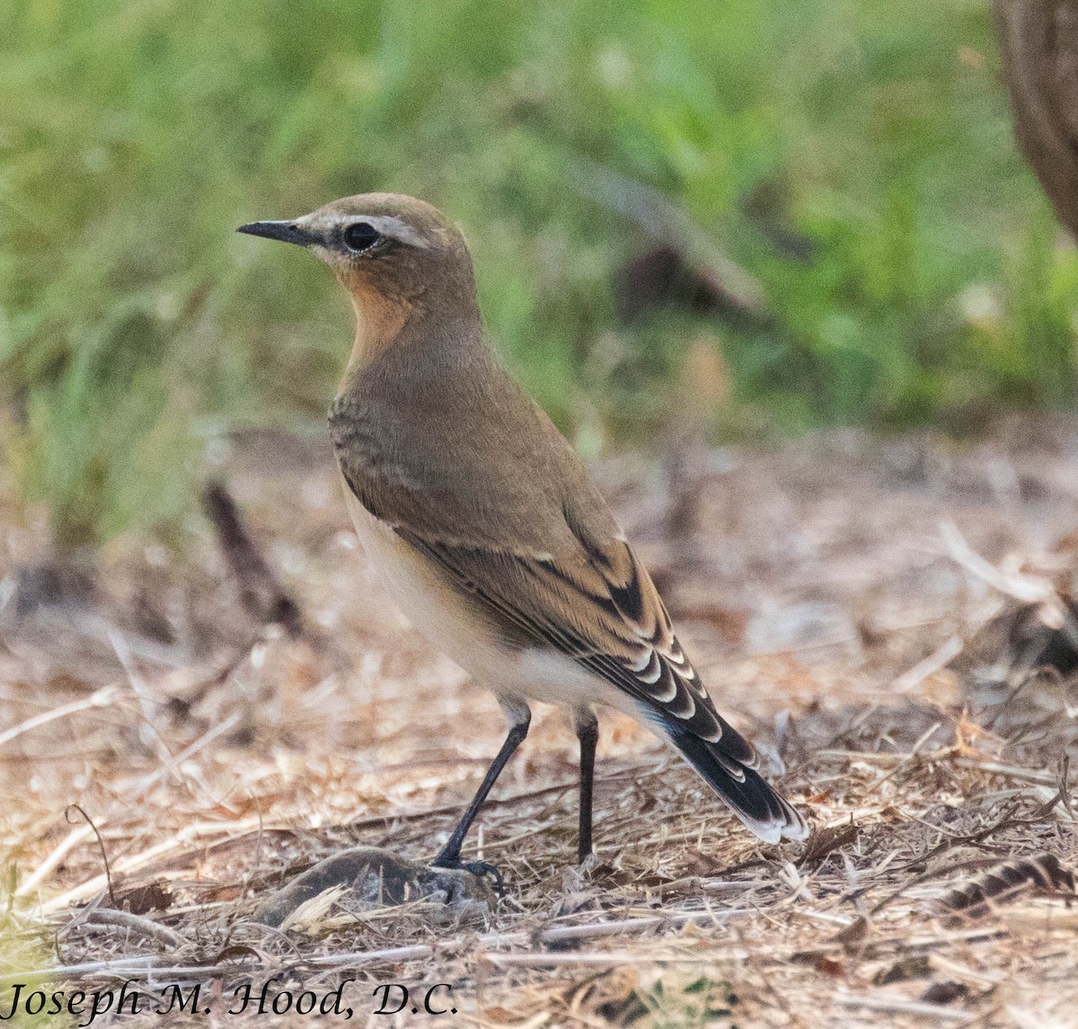 Northern Wheatear - ML179639311