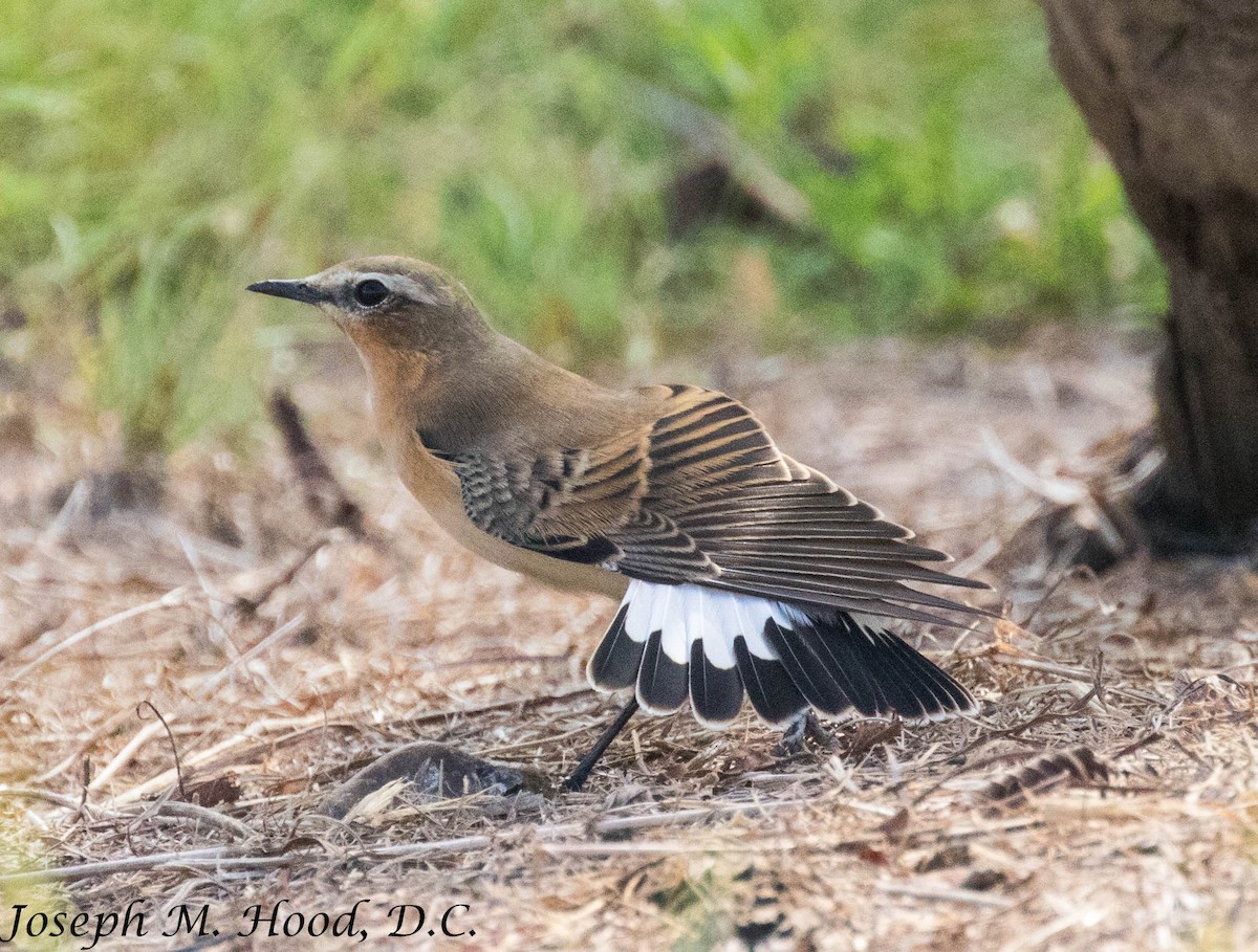 Northern Wheatear - ML179639391