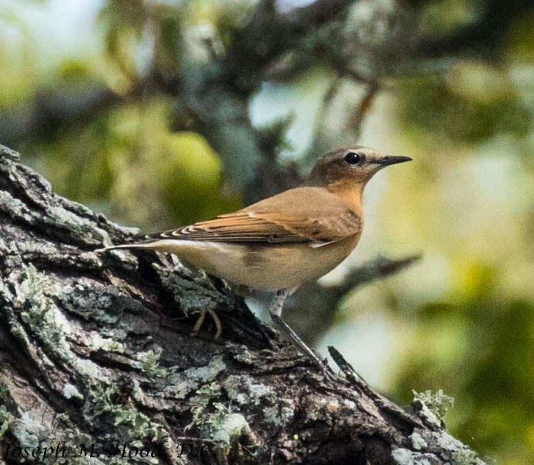 Northern Wheatear - ML179639411