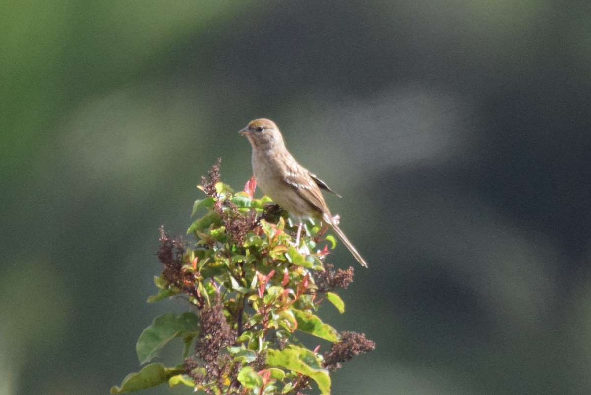 Golden-crowned Sparrow - ML179639941