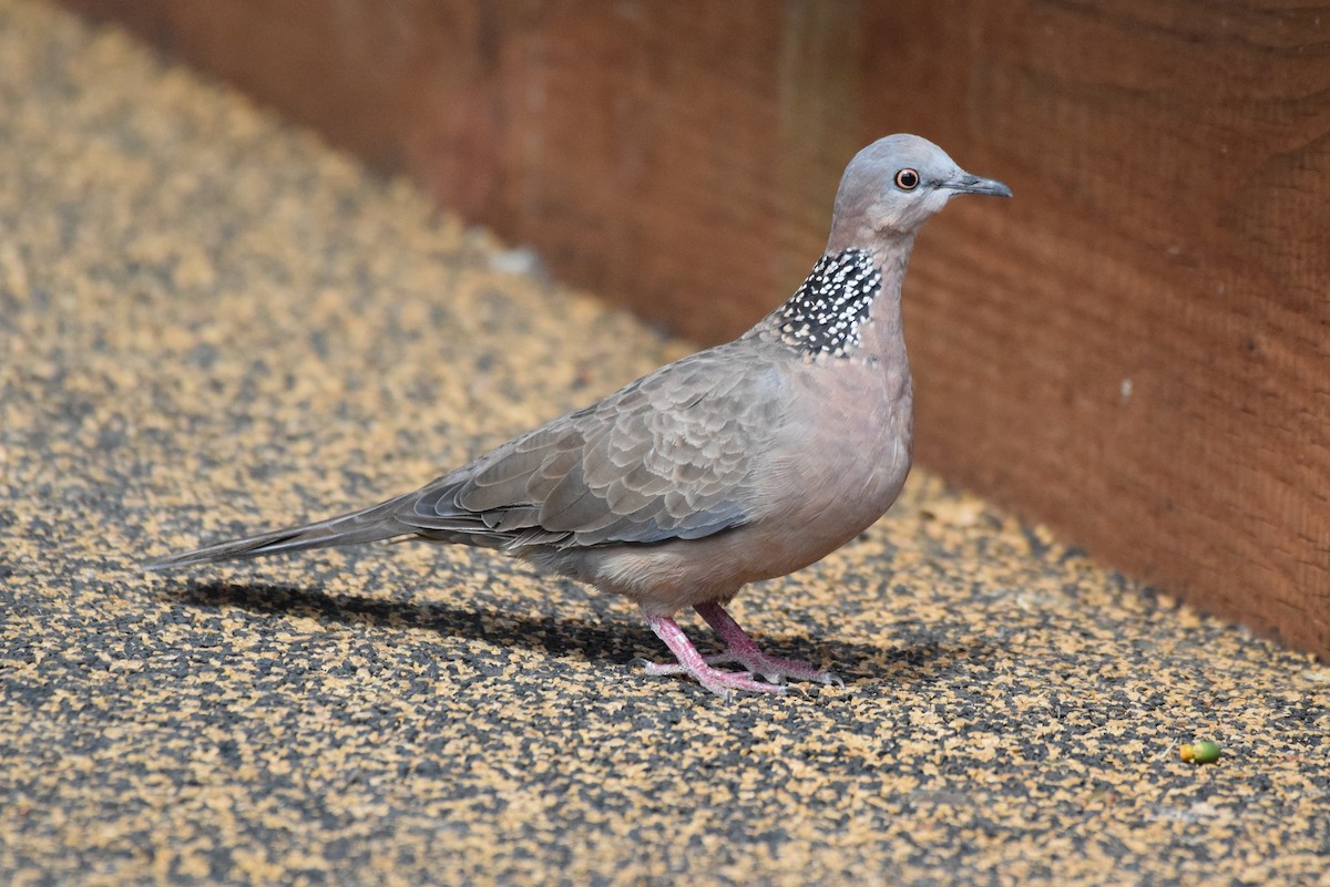 Spotted Dove - Anonymous