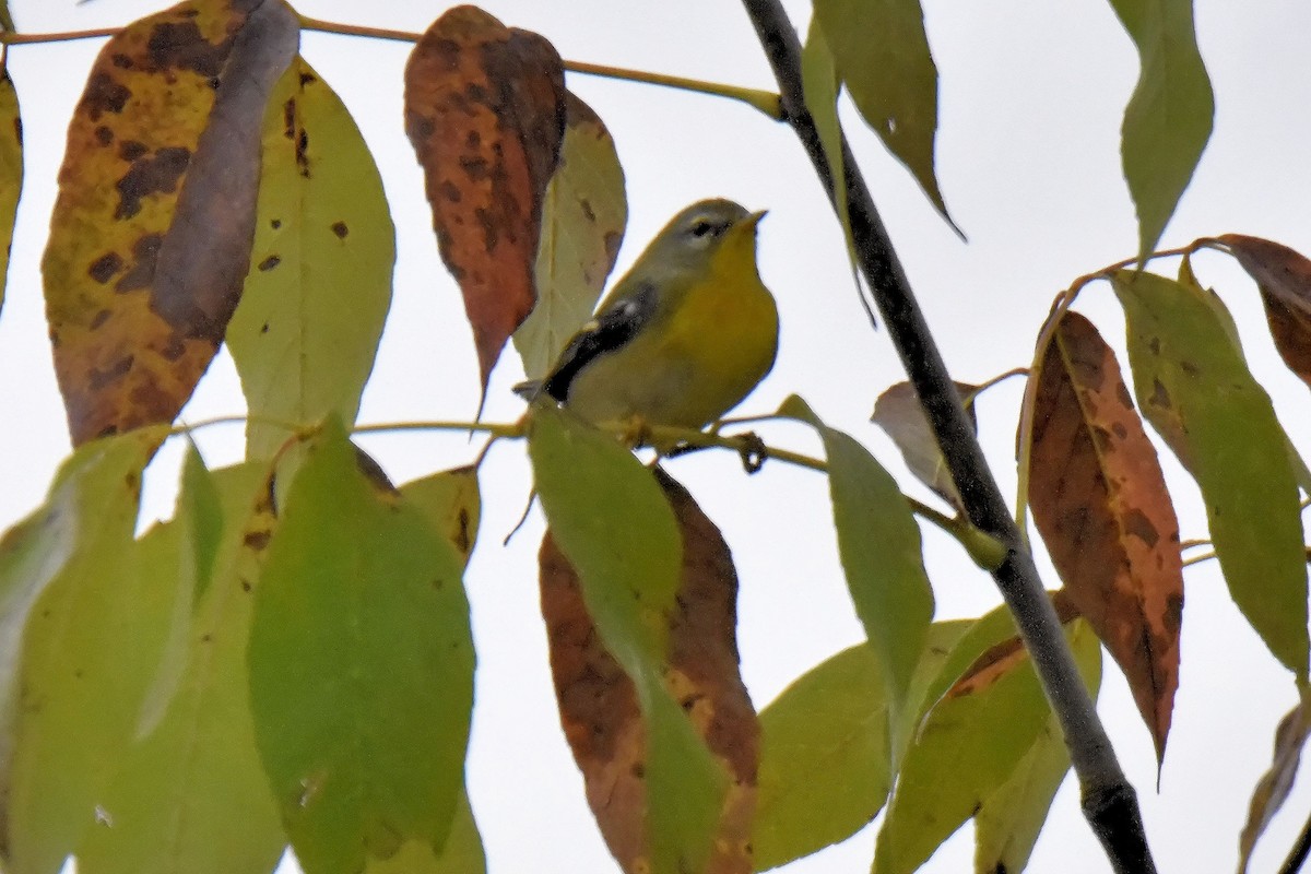 Northern Parula - ML179640631