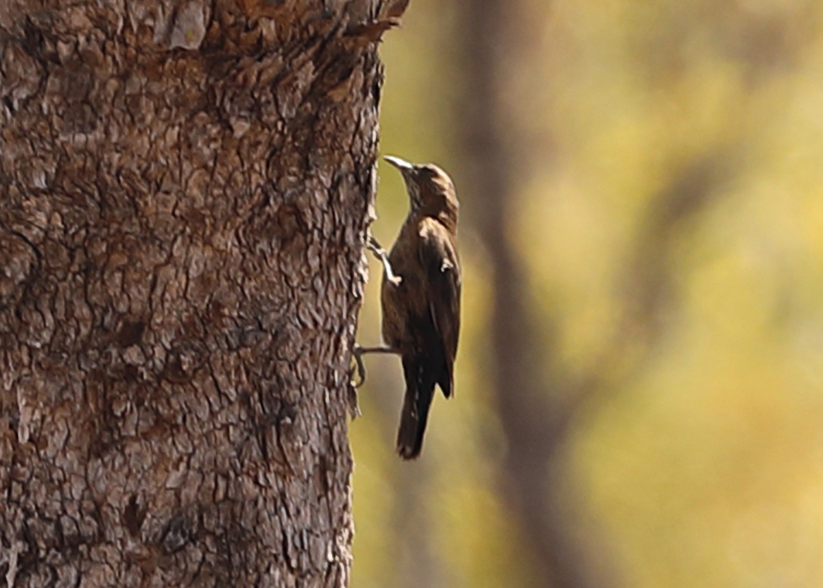 Black-tailed Treecreeper - ML179641061