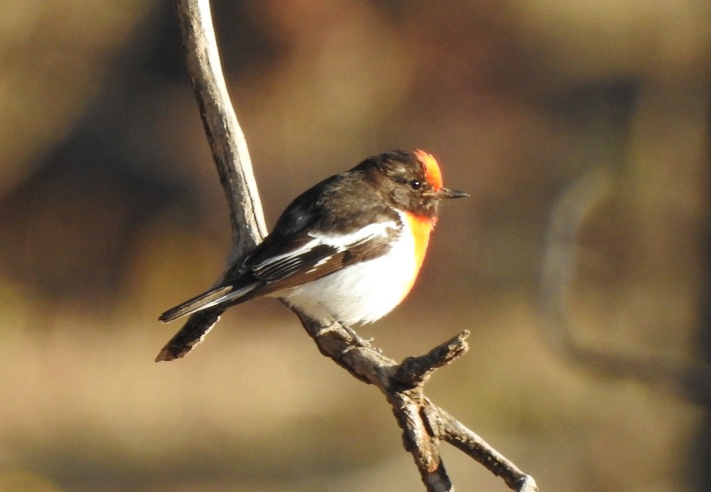 Red-capped Robin - ML179641701