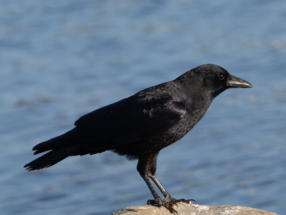 American Crow - ML179641741