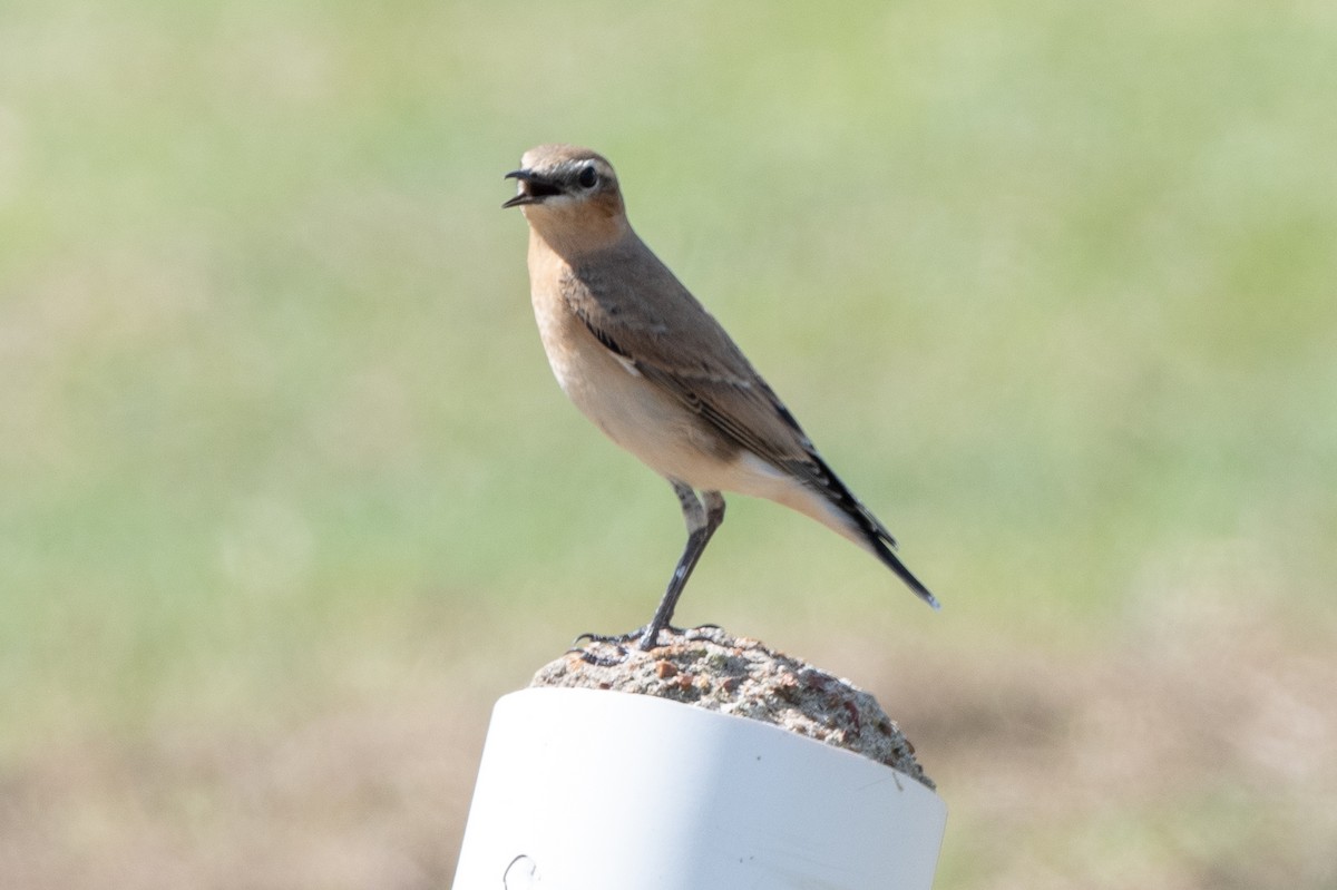 Northern Wheatear - T. Jay Adams