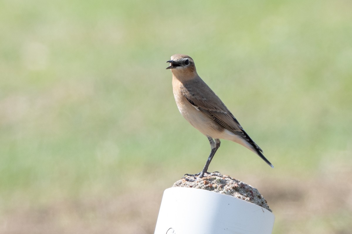 Northern Wheatear - T. Jay Adams