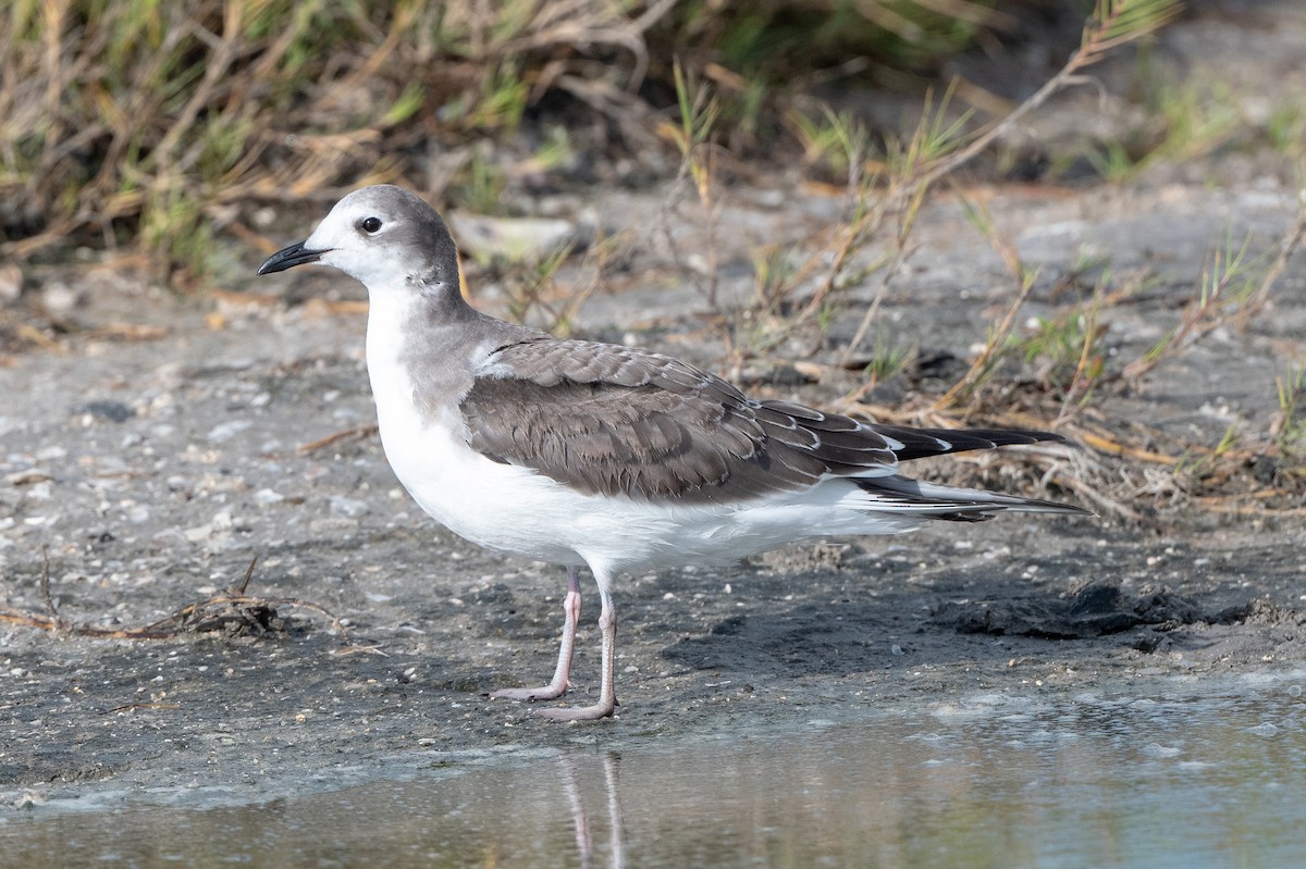 Sabine's Gull - T. Jay Adams