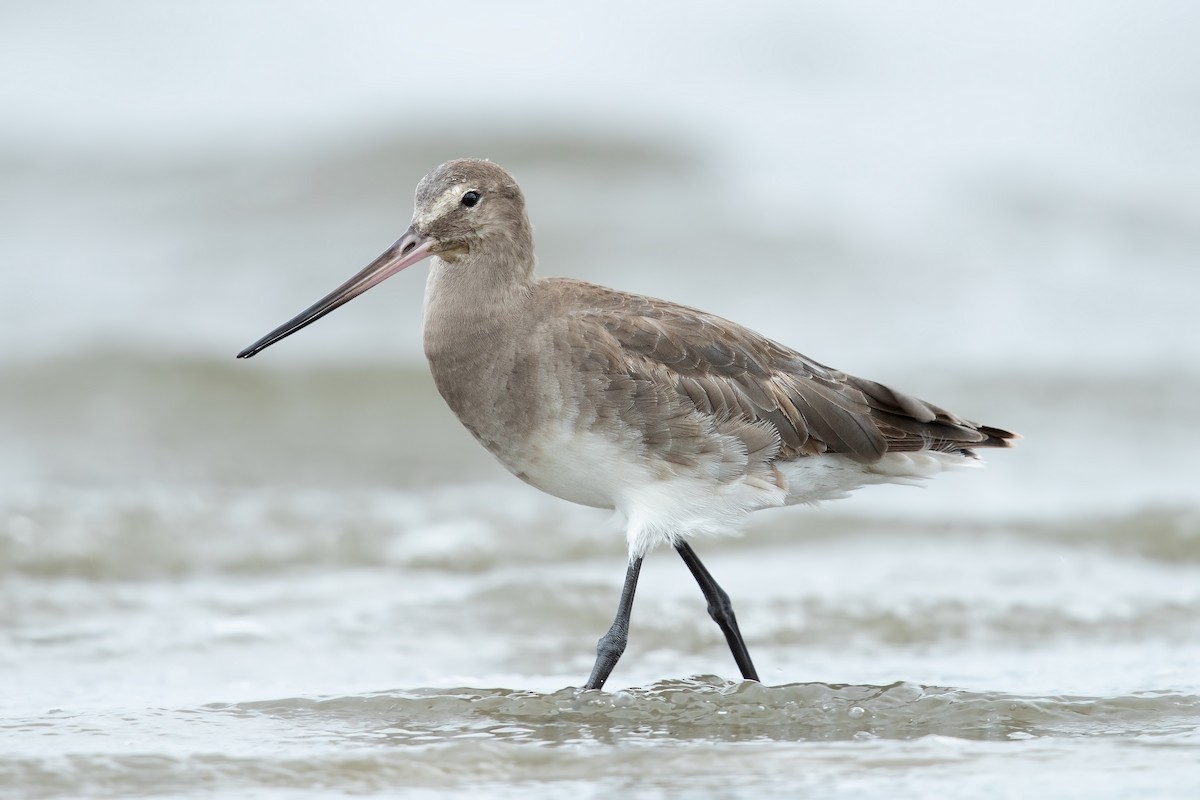 Hudsonian Godwit - ML179644061