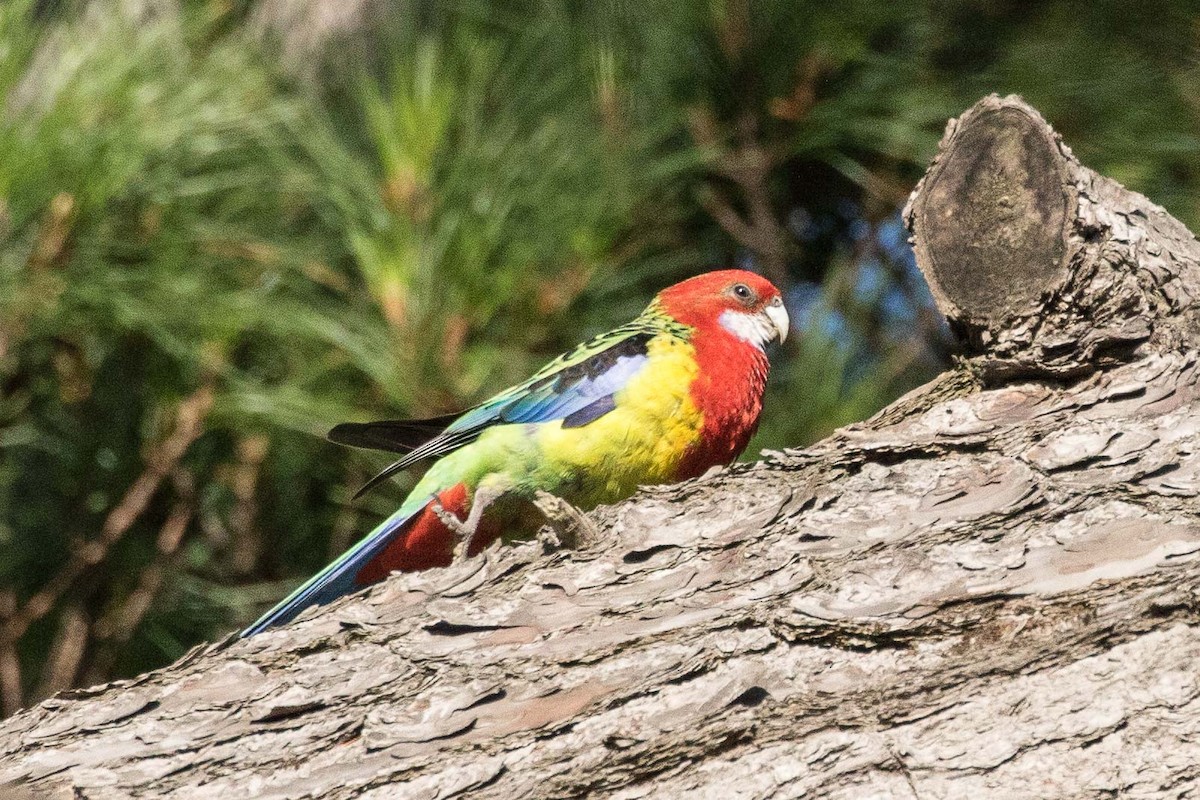 Eastern Rosella - ML179644751