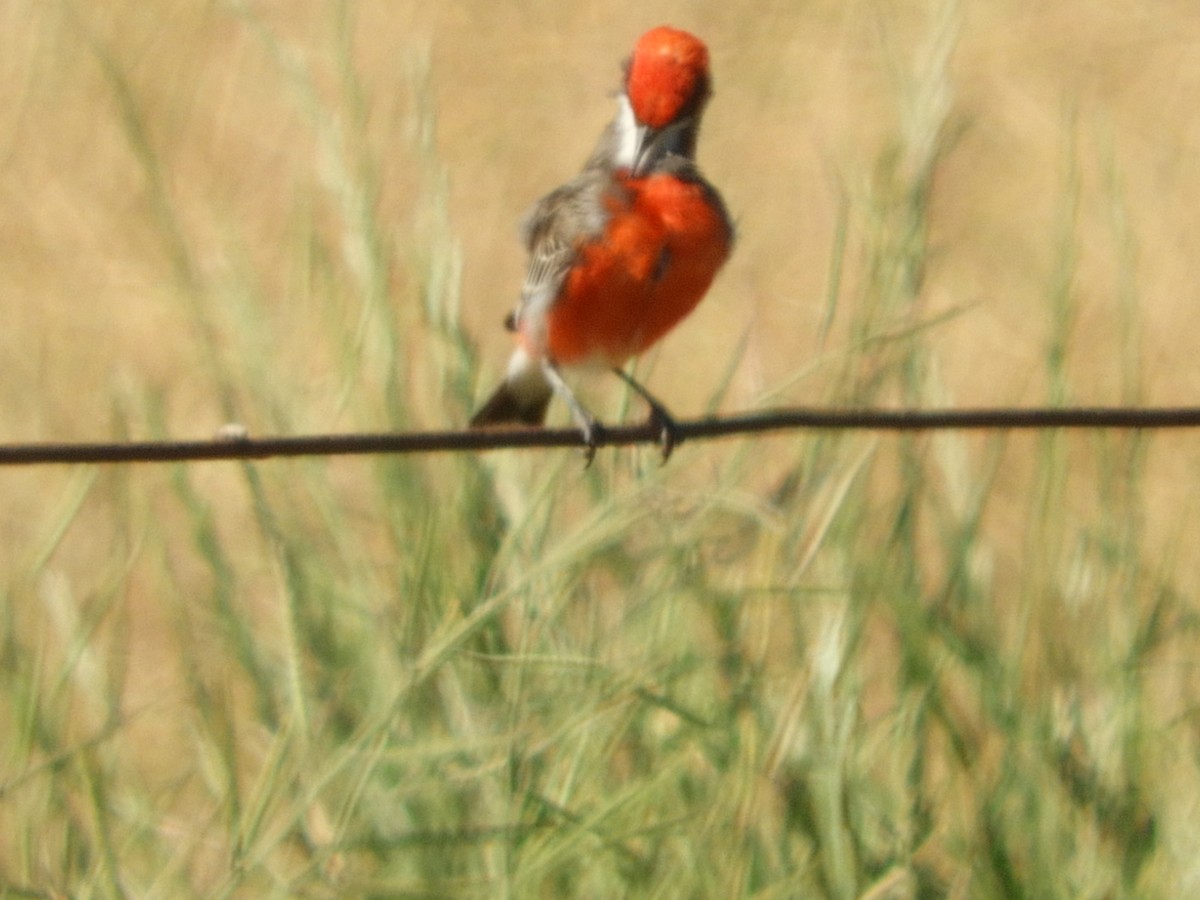 Eptianuro Tricolor - ML179645051