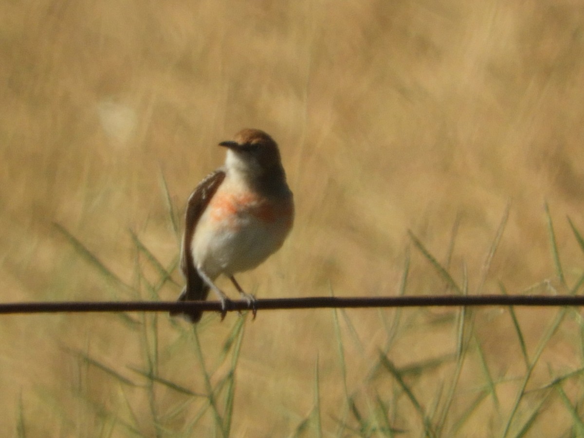 Eptianuro Tricolor - ML179645061