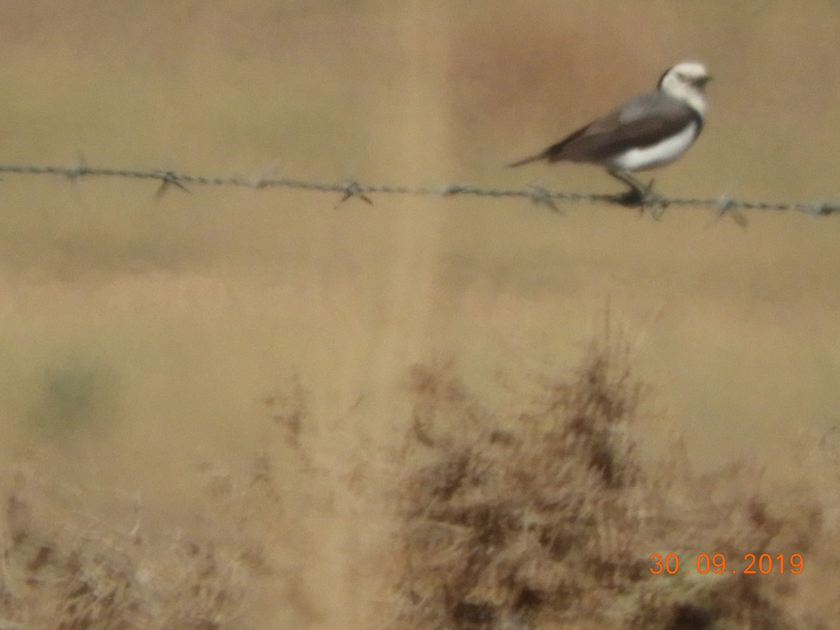 White-fronted Chat - ML179645141