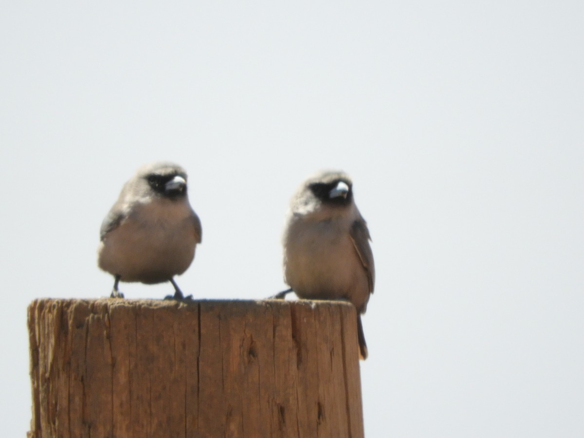 Black-faced Woodswallow - ML179645161