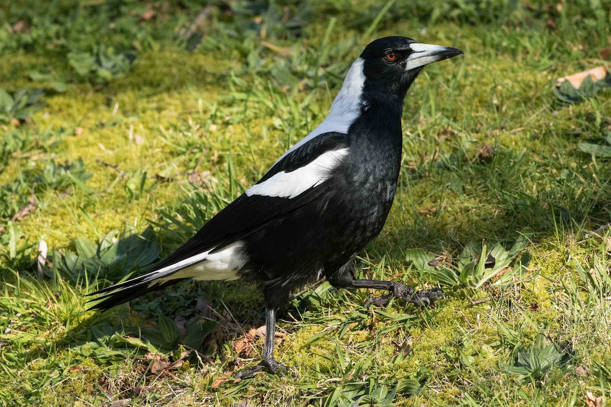 Australian Magpie - ML179645461