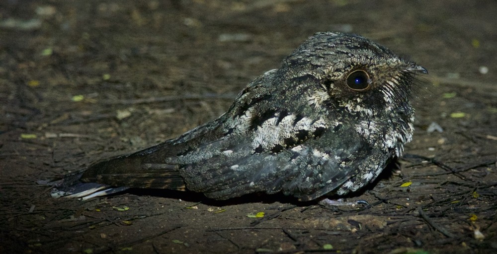 Cuban Nightjar - ML179646041