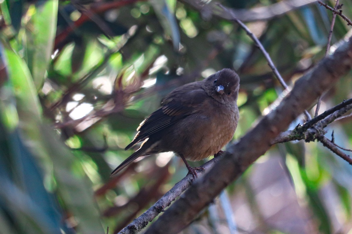 Dark-breasted Rosefinch - ML179647801