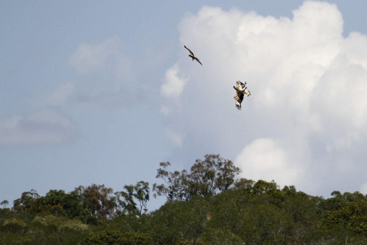 White-bellied Sea-Eagle - Chris Murray