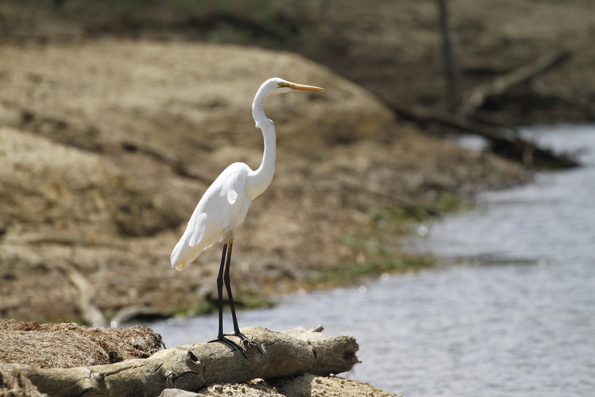 Grande Aigrette - ML179649271