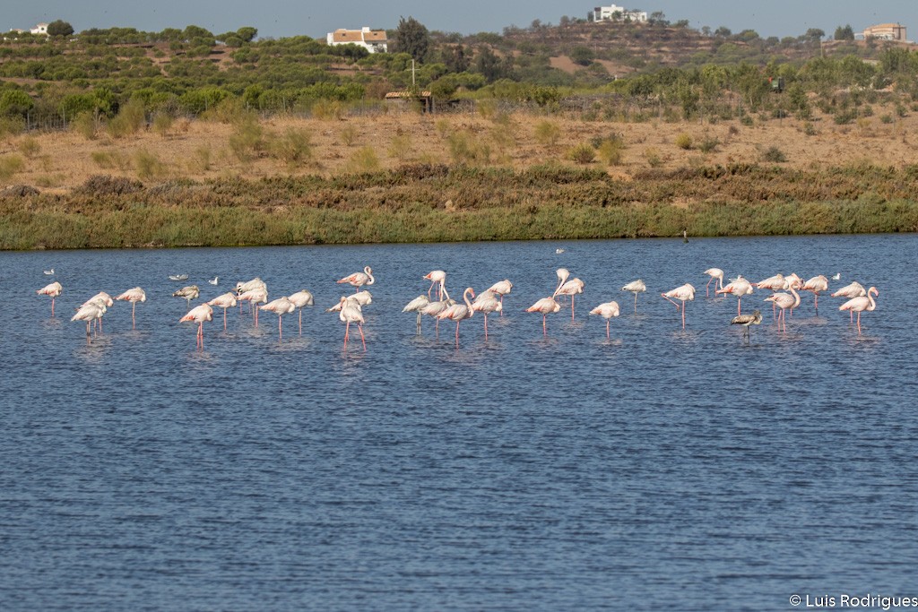 פלמינגו גדול - ML179654331