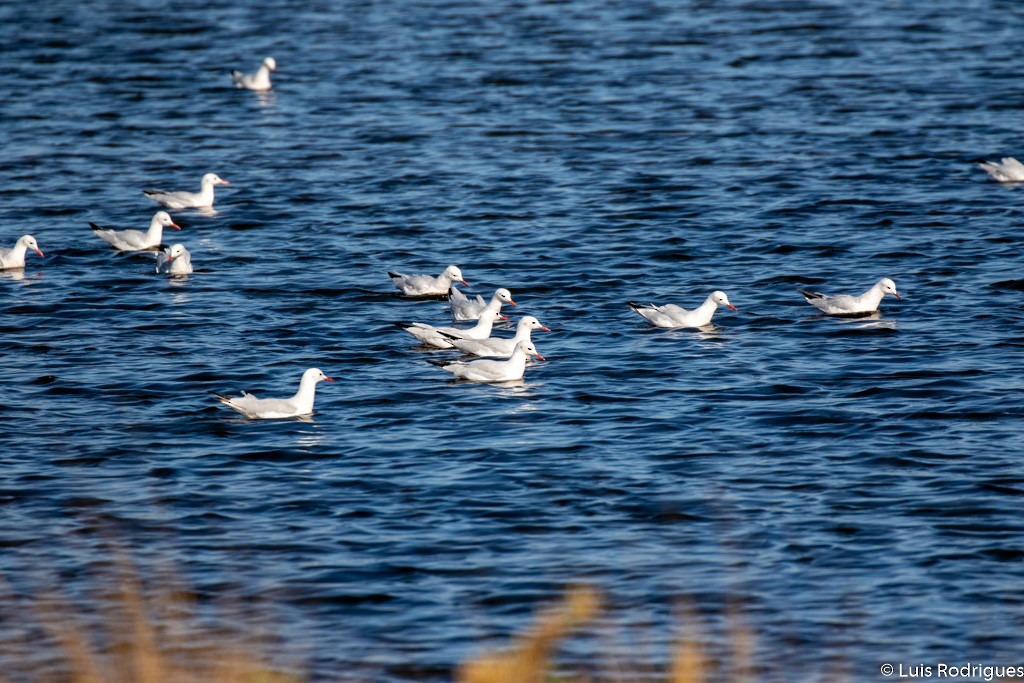 Slender-billed Gull - ML179654461