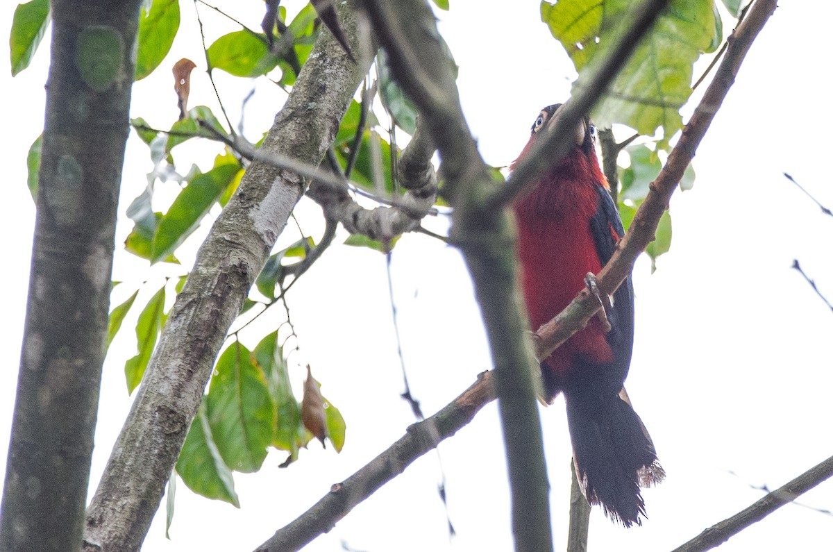 Double-toothed Barbet - ML179654551