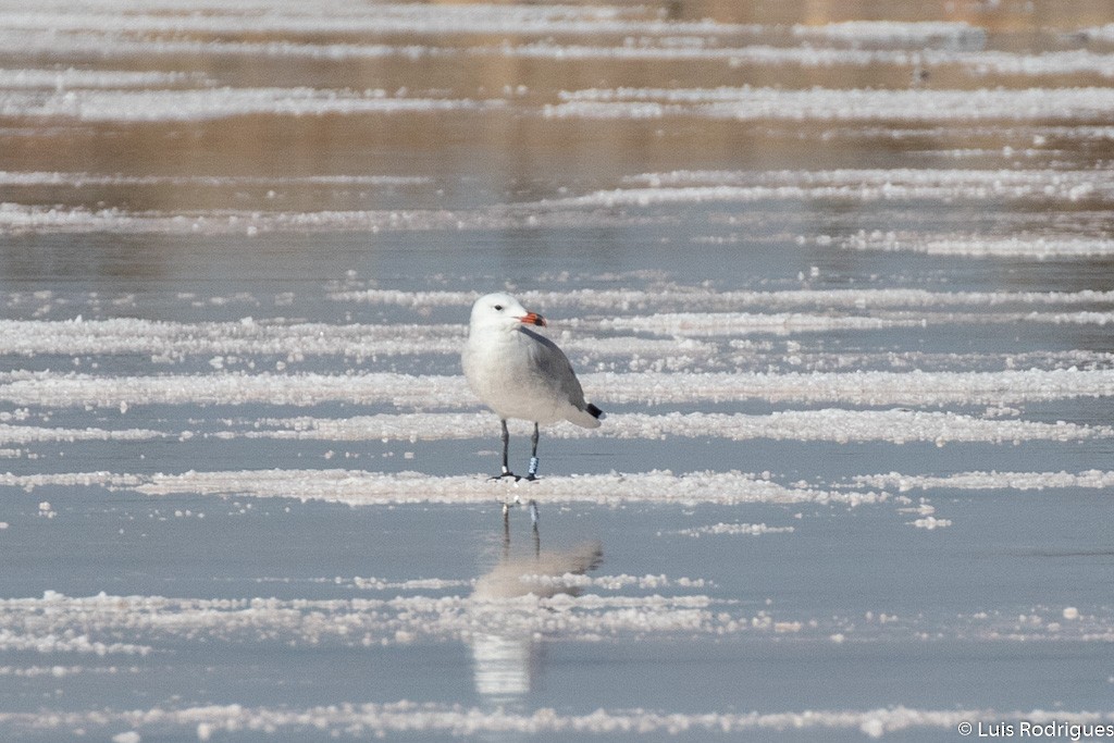 Audouin's Gull - ML179654591