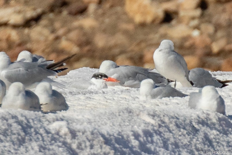 Caspian Tern - ML179654631