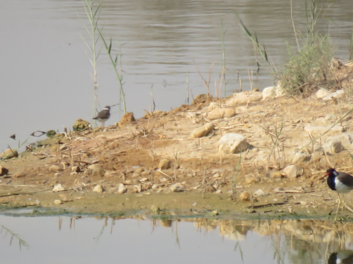 Common Ringed Plover - ML179655461