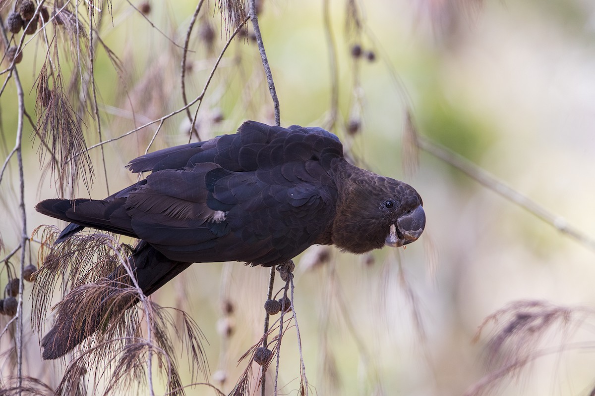 Glossy Black-Cockatoo - ML179655961