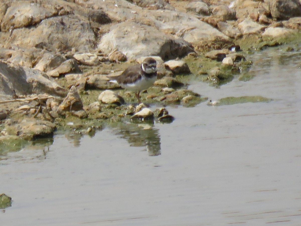 Common Ringed Plover - ML179656401