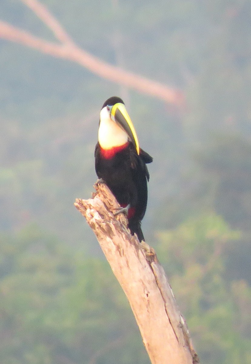 White-throated Toucan - Jim Peterson