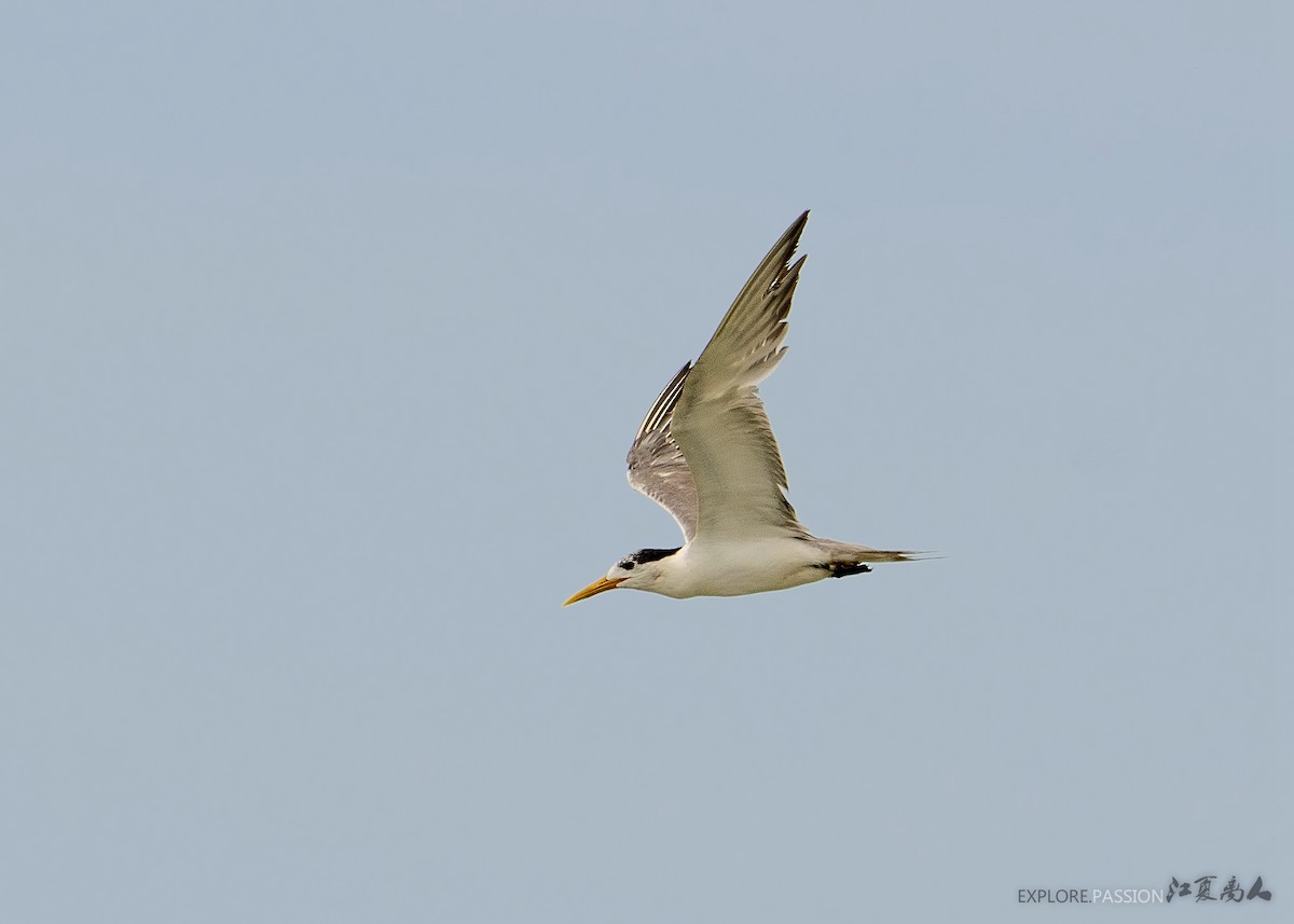 Lesser Crested Tern - Wai Loon Wong