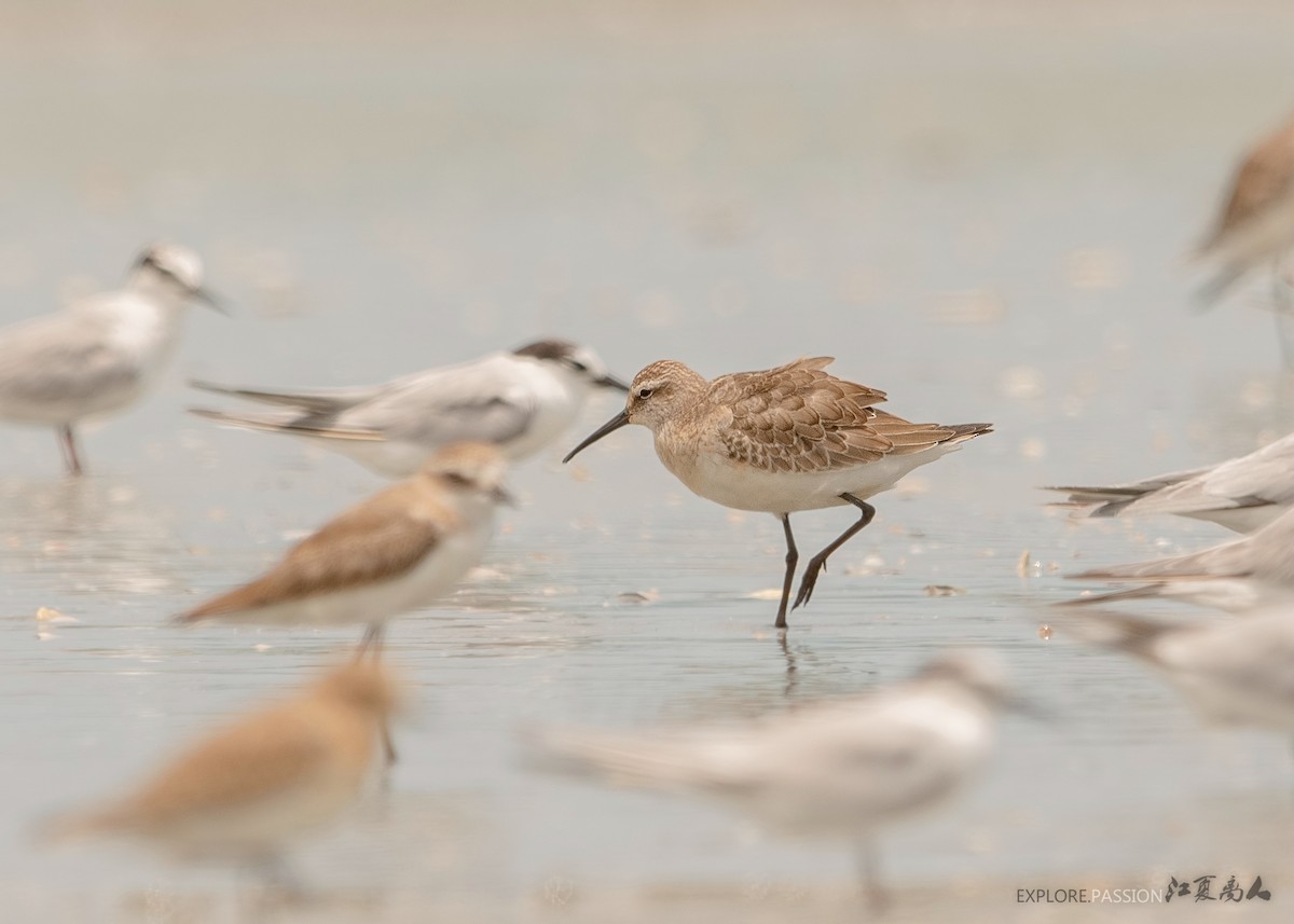 Curlew Sandpiper - ML179660921