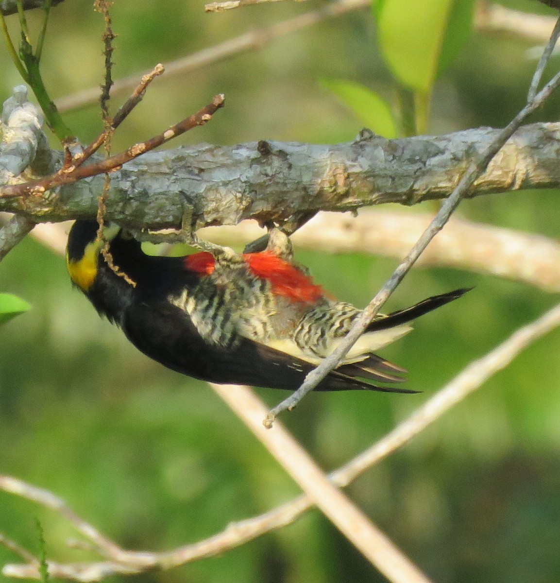 Yellow-tufted Woodpecker - ML179661871