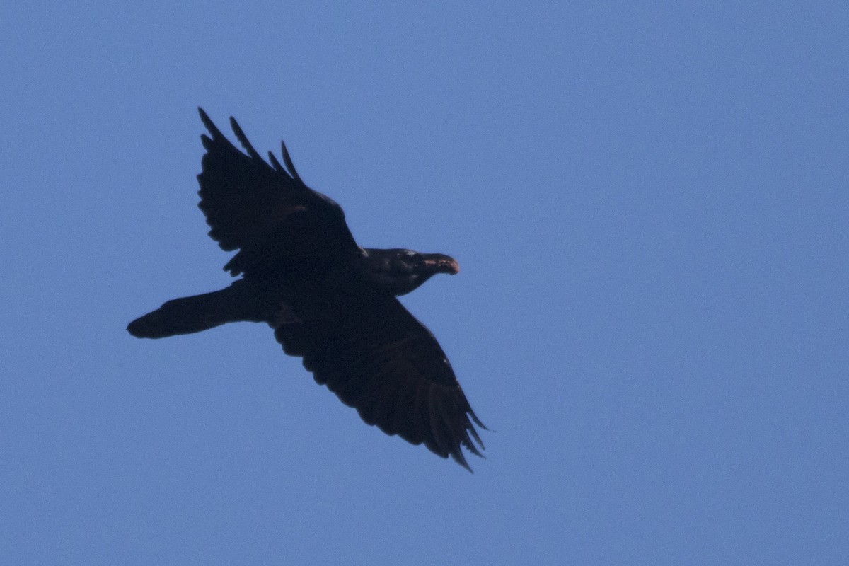Common Raven - ML179663661