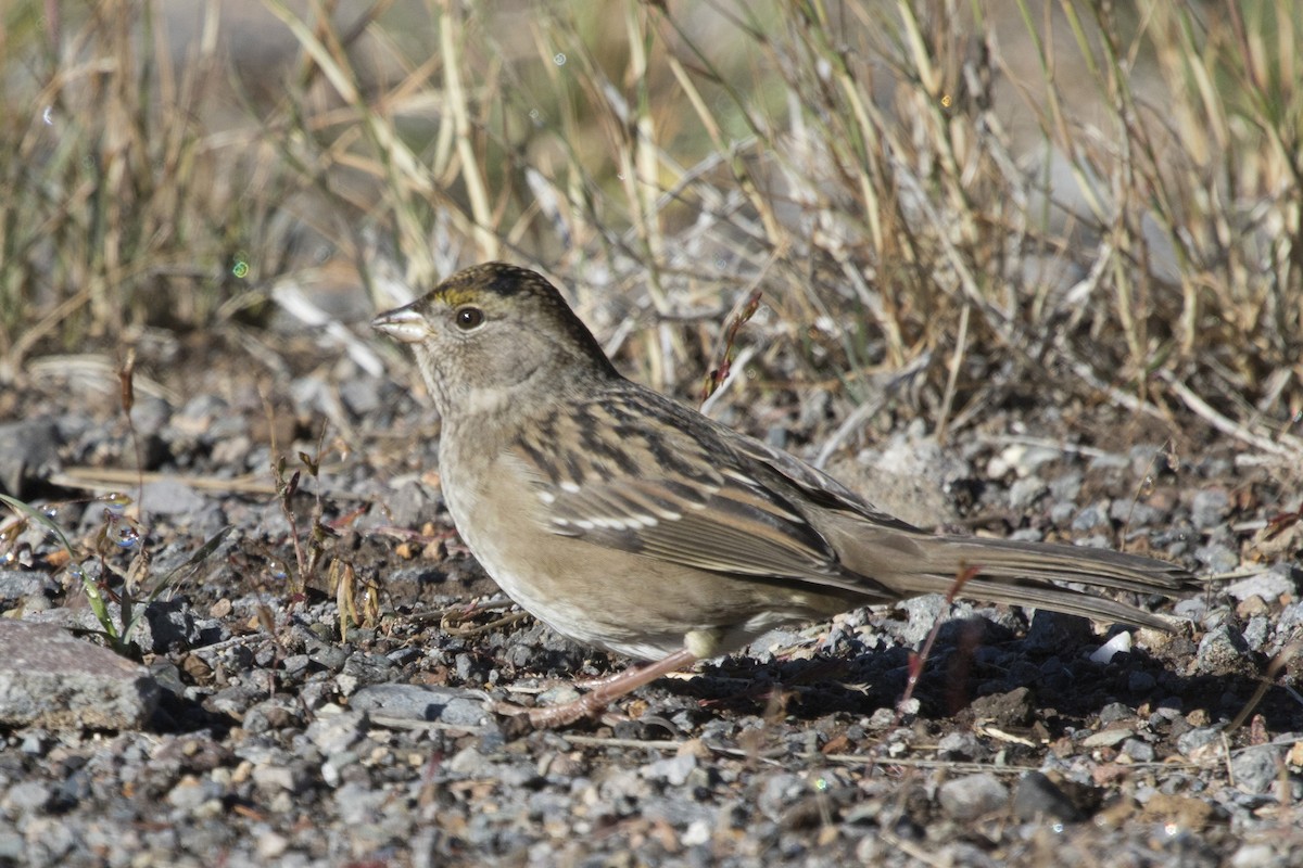 Bruant à couronne dorée - ML179663871