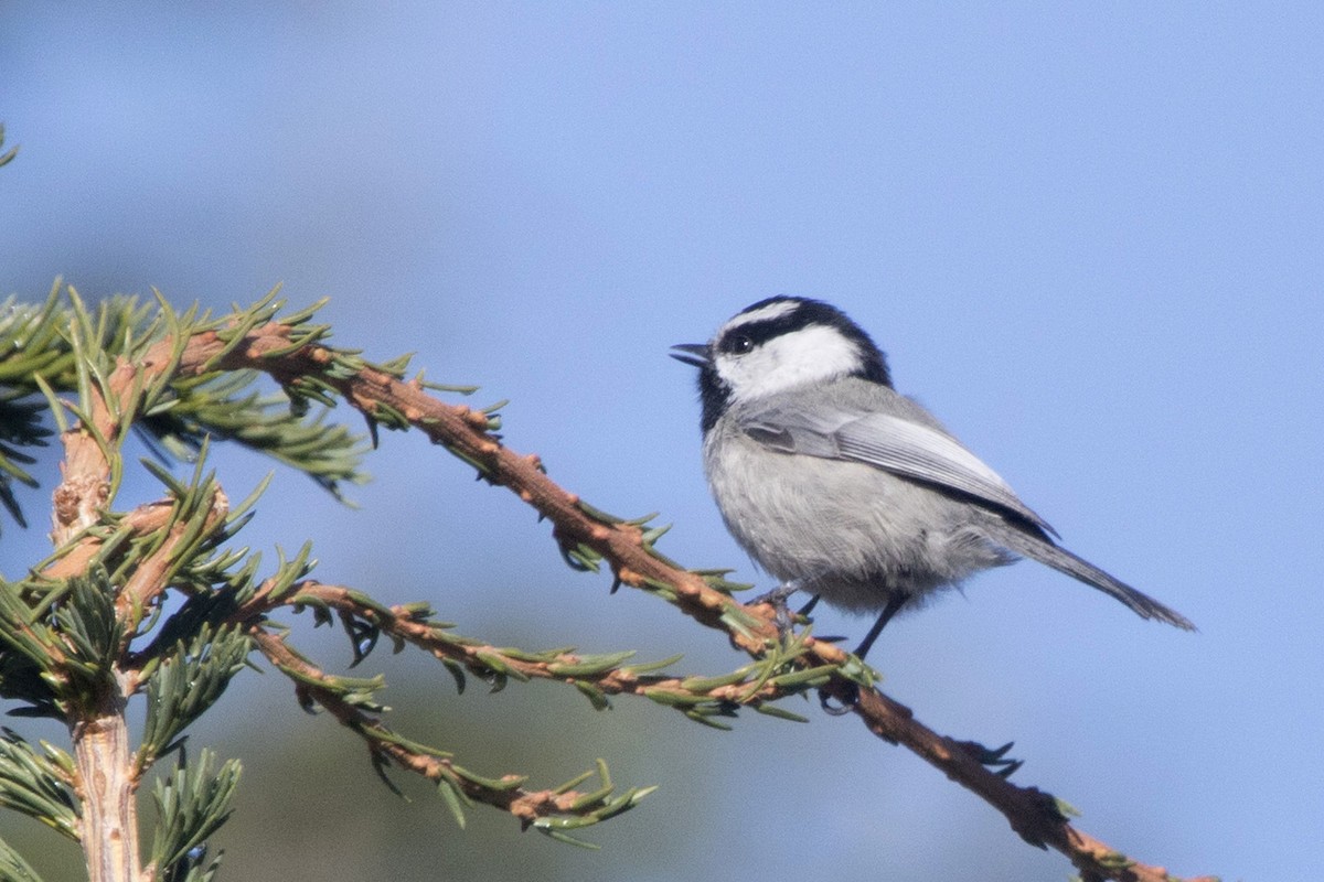 Mountain Chickadee - Michael Bowen