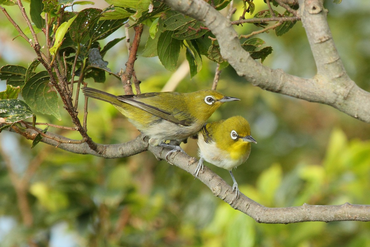 Warbling White-eye - Patrick J. Blake