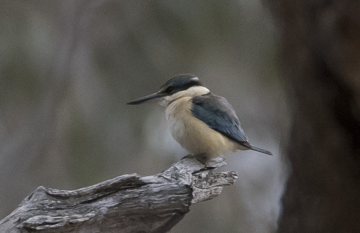 Sacred Kingfisher (Australasian) - ML179664091