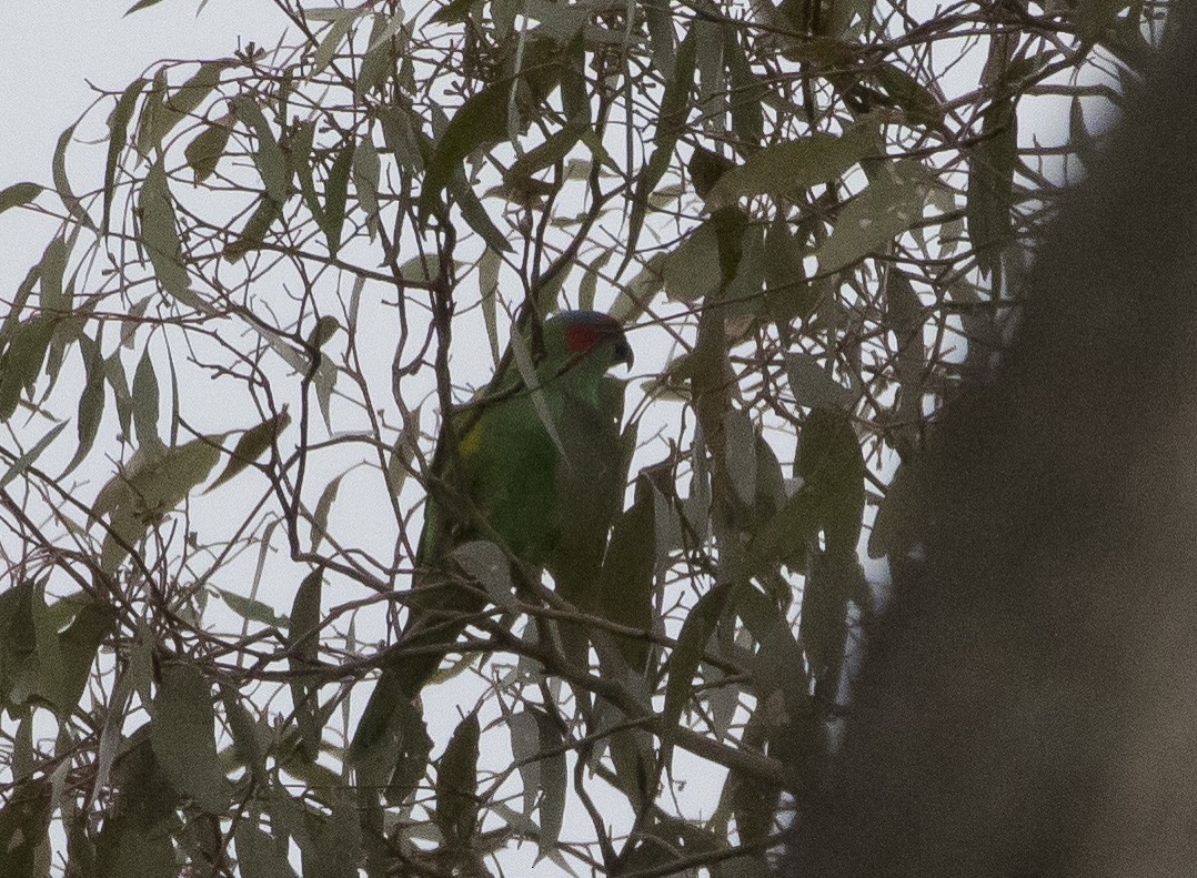 Musk Lorikeet - ML179664131