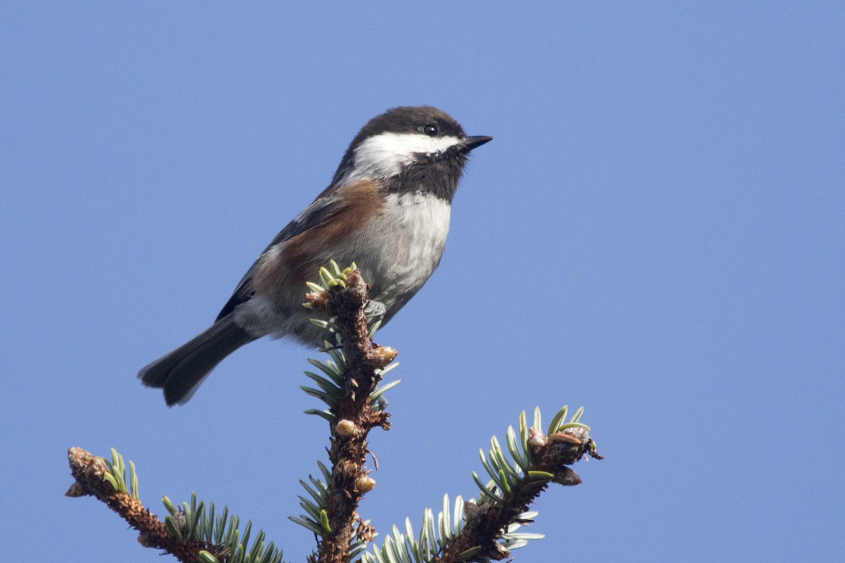Chestnut-backed Chickadee - Michael Bowen