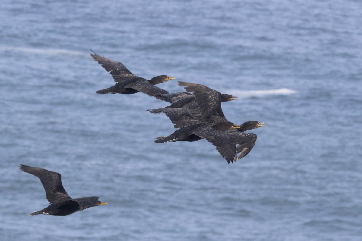 Double-crested Cormorant - Michael Bowen