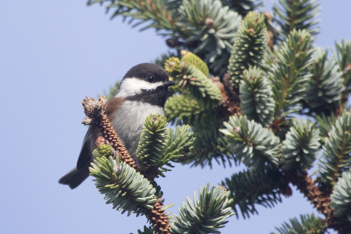 Chestnut-backed Chickadee - Michael Bowen