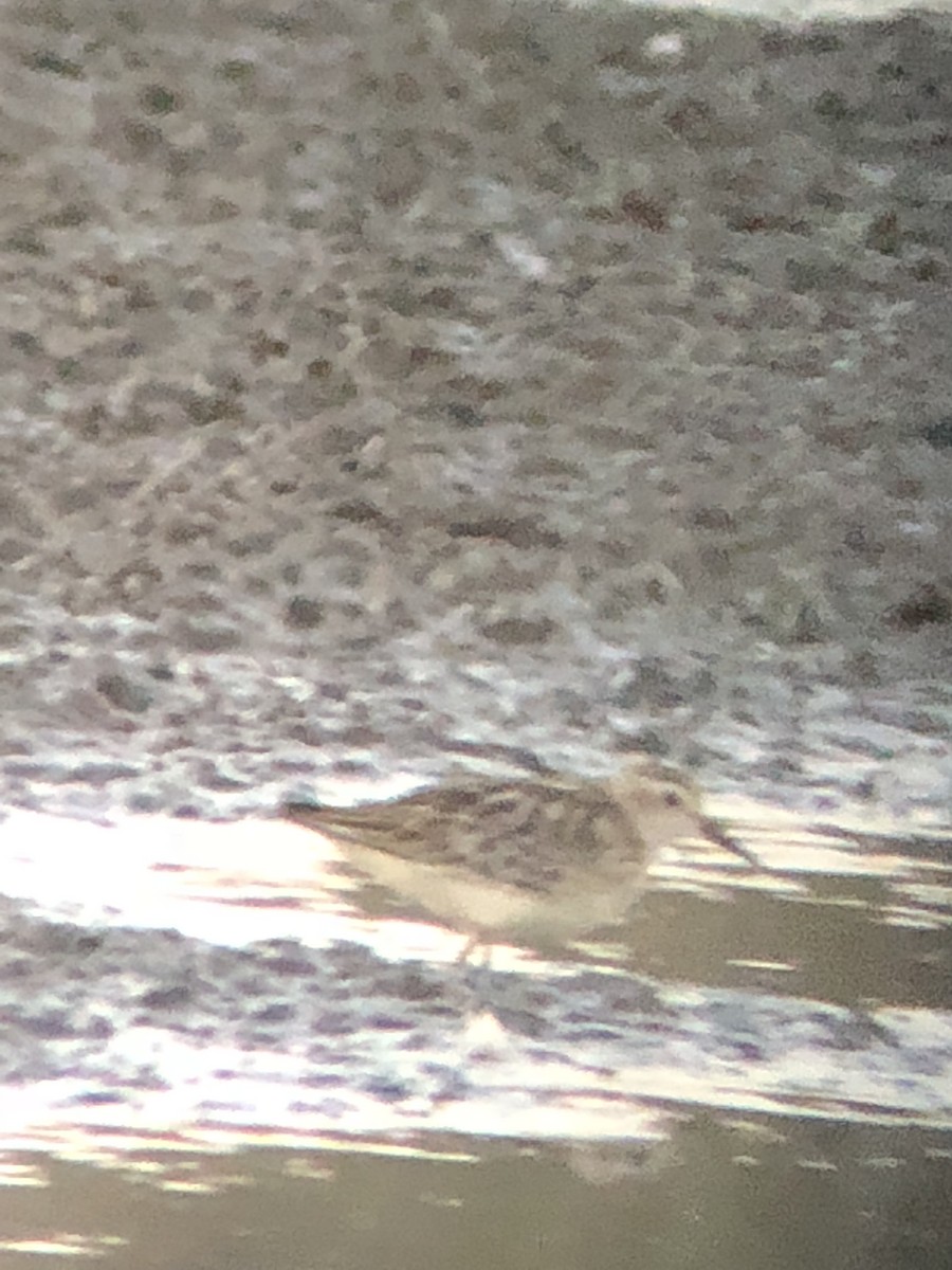 Long-toed Stint - ML179664901