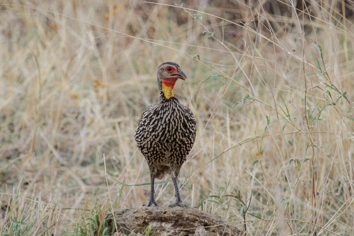 Yellow-necked Spurfowl - Tommy Pedersen