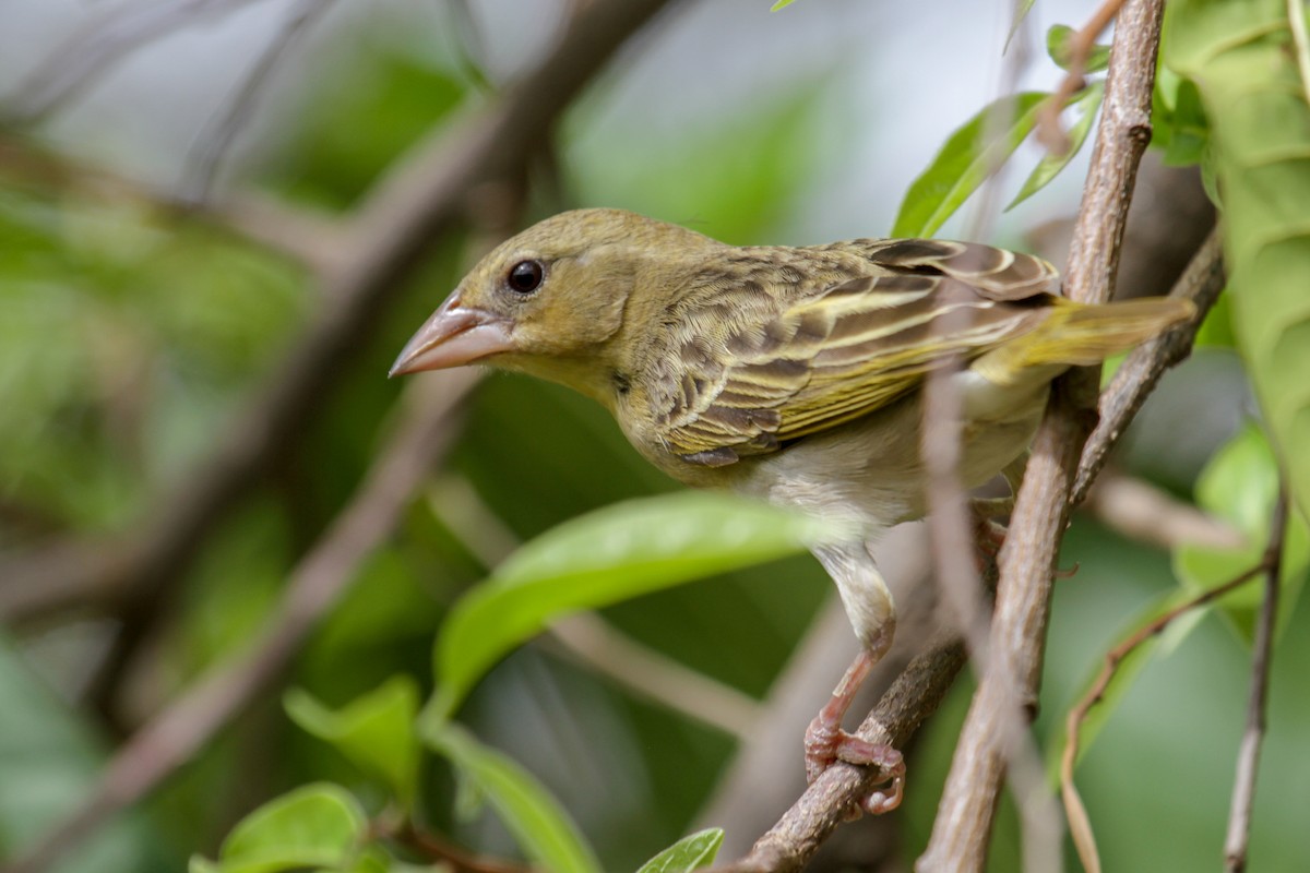 Rüppell's Weaver - ML179665991