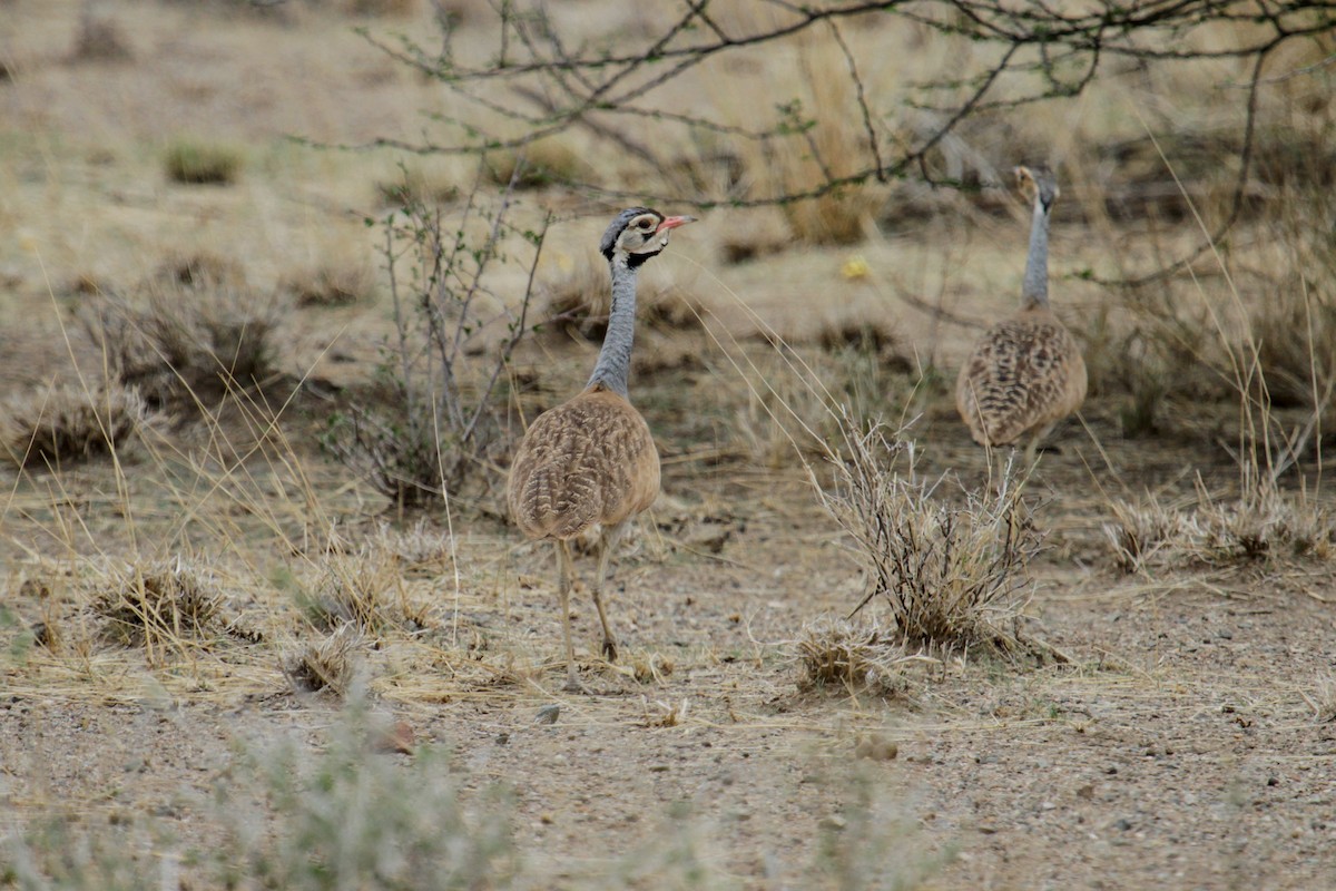 White-bellied Bustard (White-bellied) - Tommy Pedersen