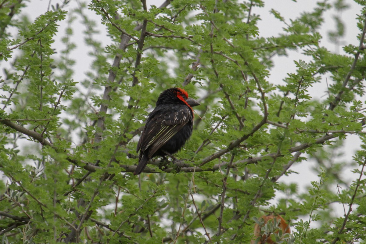 Black-billed Barbet - ML179667371