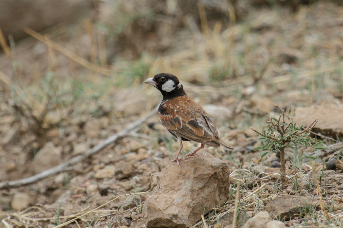 Chestnut-backed Sparrow-Lark - ML179667461